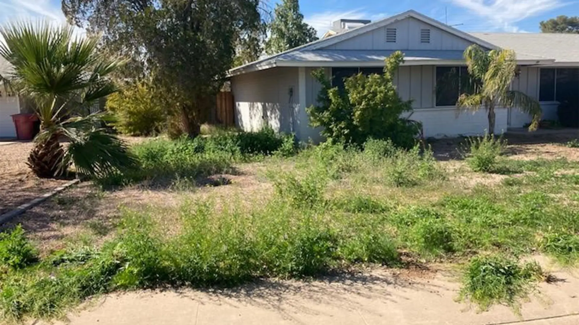 yard with overgrown weeds
